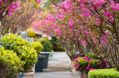 Pruning Tips for Healthier, Happier Plants